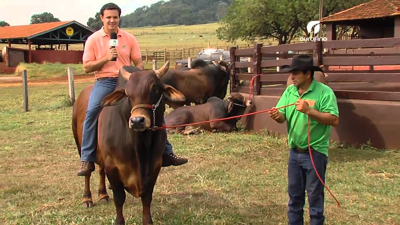 Raça Sindi na Fazenda Porangaba