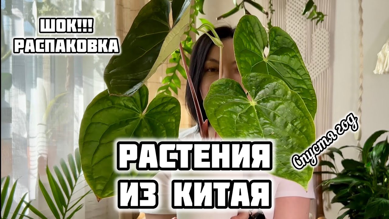 Вот что приходит НА САМОМ ДЕЛЕ! Стоит ли заказывать комнатные цветы из Китая? 