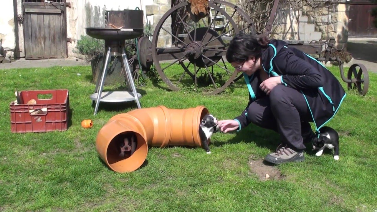 Bostonský teriér