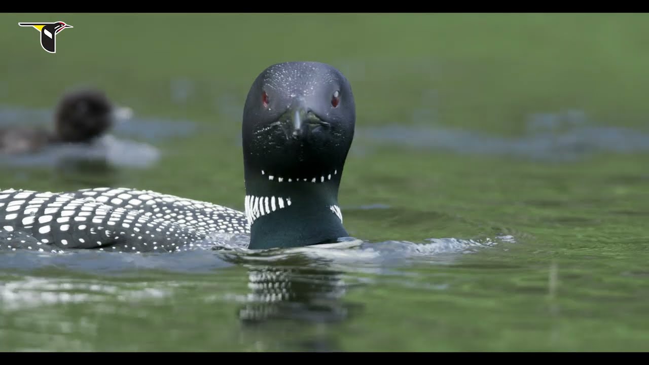 Loons of Mount Desert Island, Maine