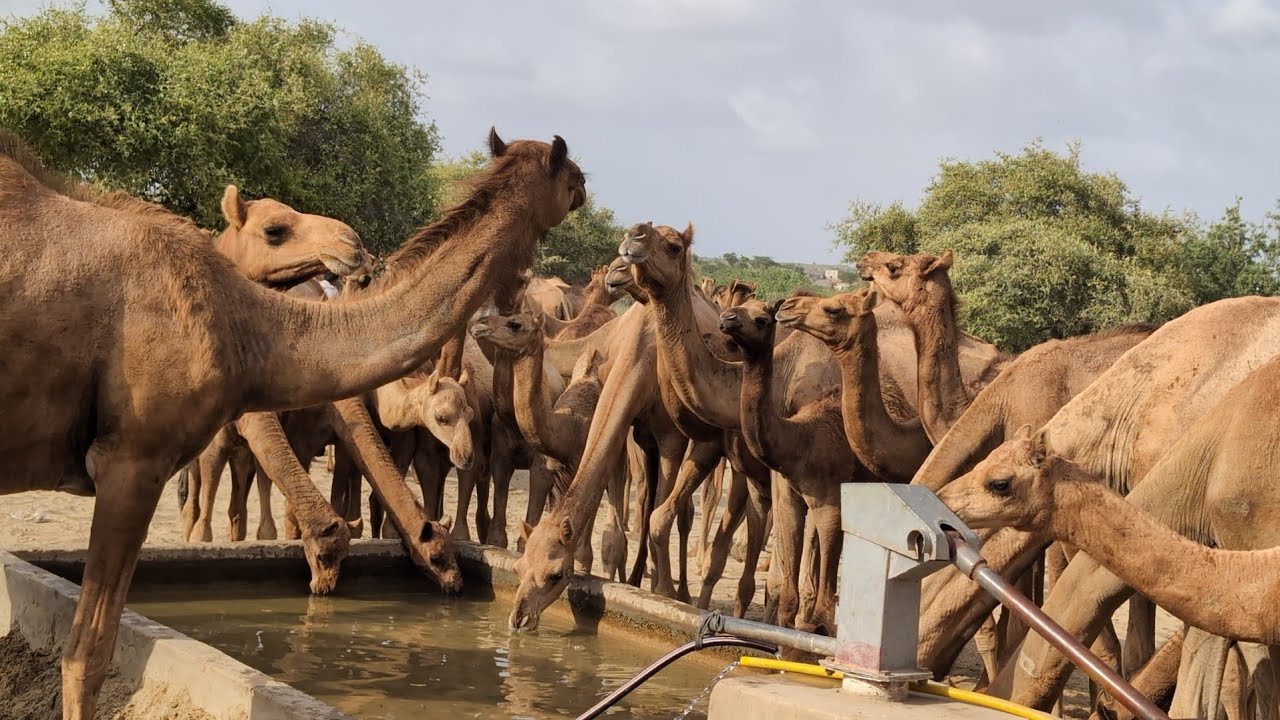 camel care / food timing