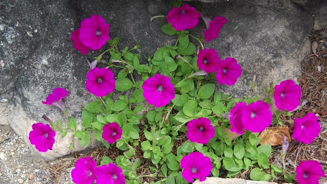 A Quiet Mountain Morning: Appalachian Blooms