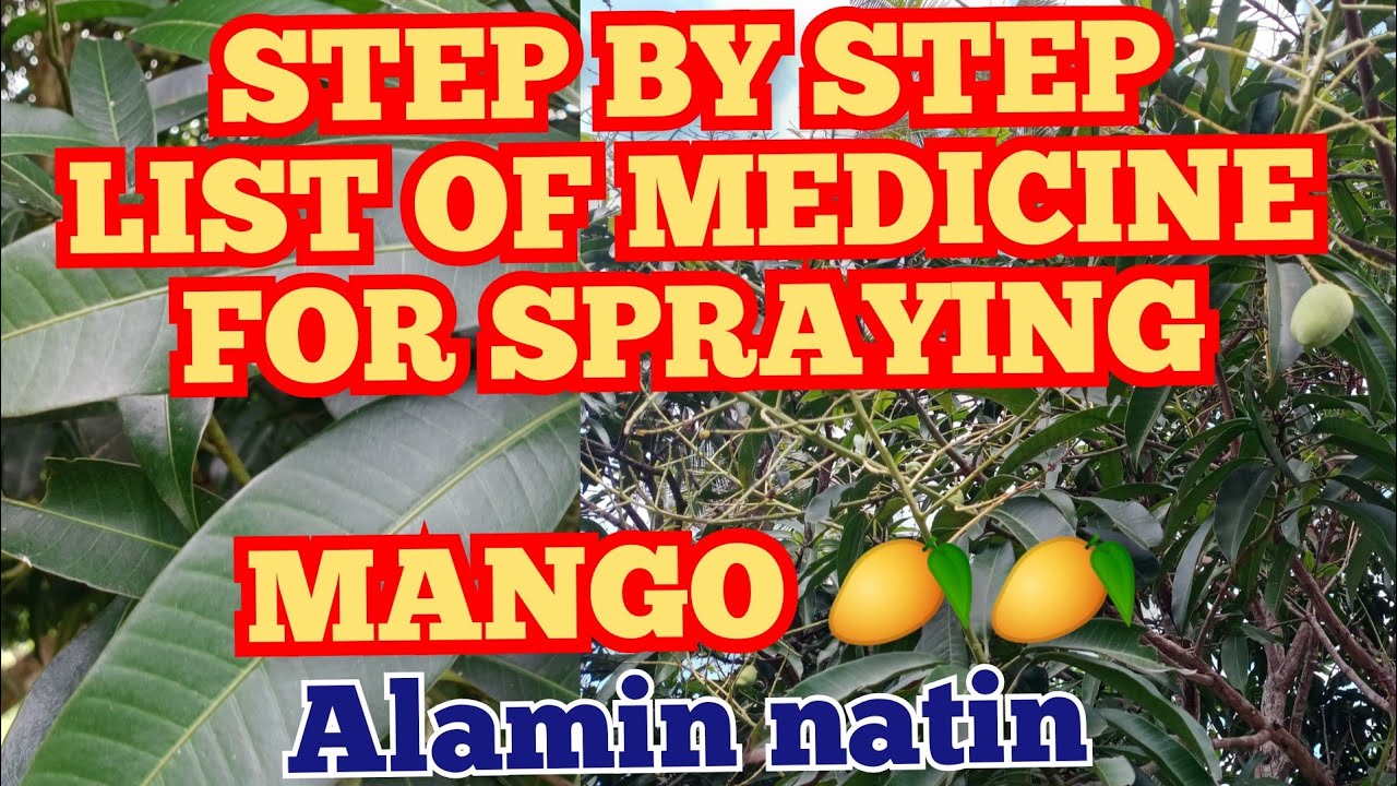 list of medicine for spraying Mango Alamin natin #pubrengseaman #mangospray #mango #sweetmango