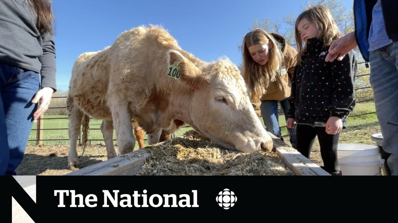 Agriculture, baseball provide enrolment boost for rural Alberta schools