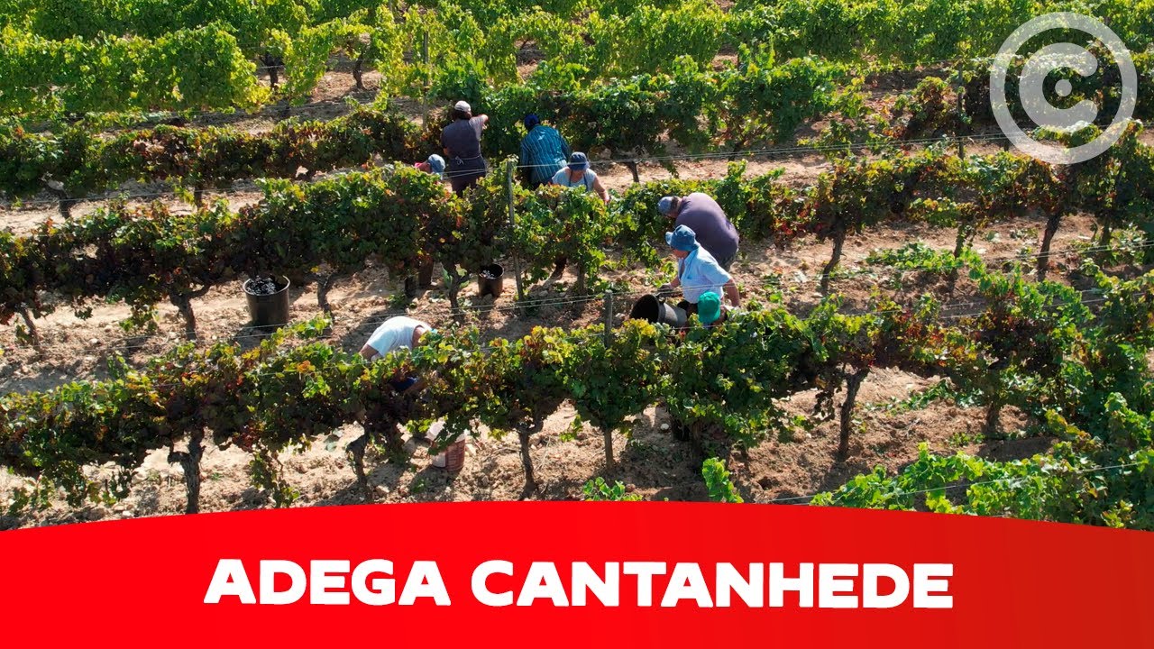 Clube de Produtores Continente | Adega Cantanhede