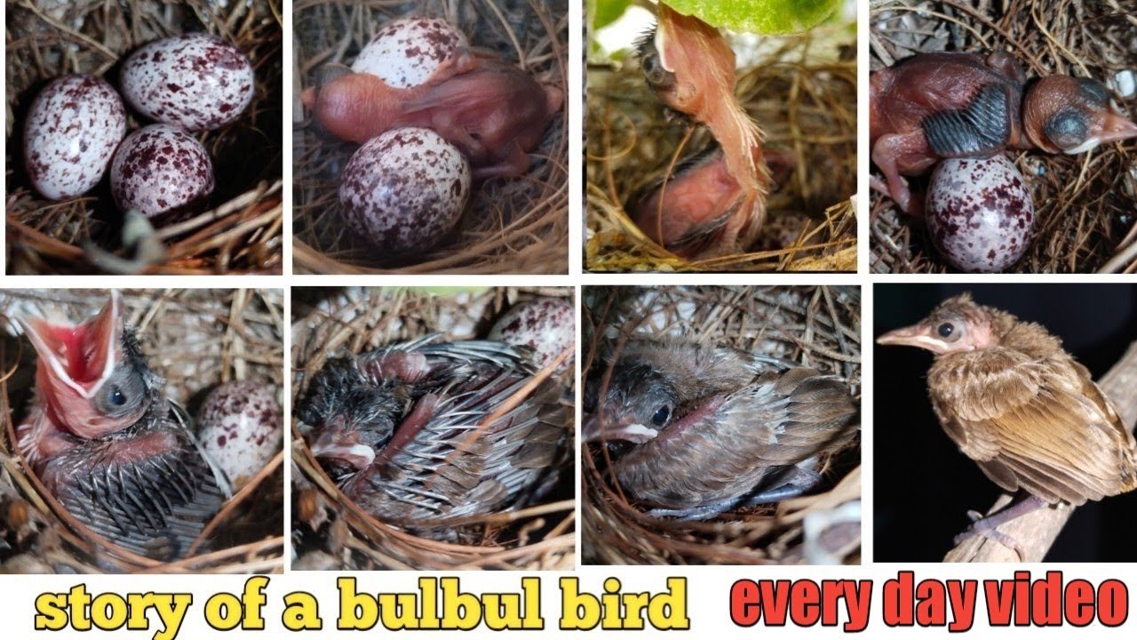 bulbul bird baby growth