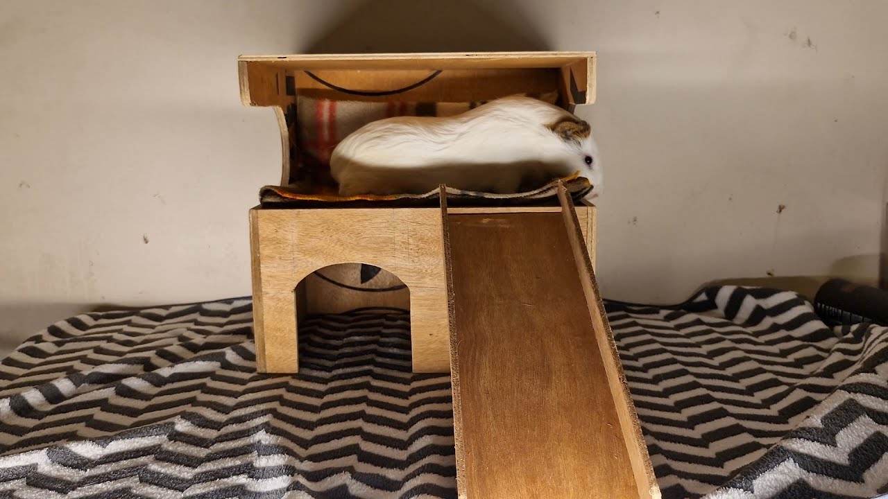 Making a Guinea Pig Hideout with Balcony & Ramp
