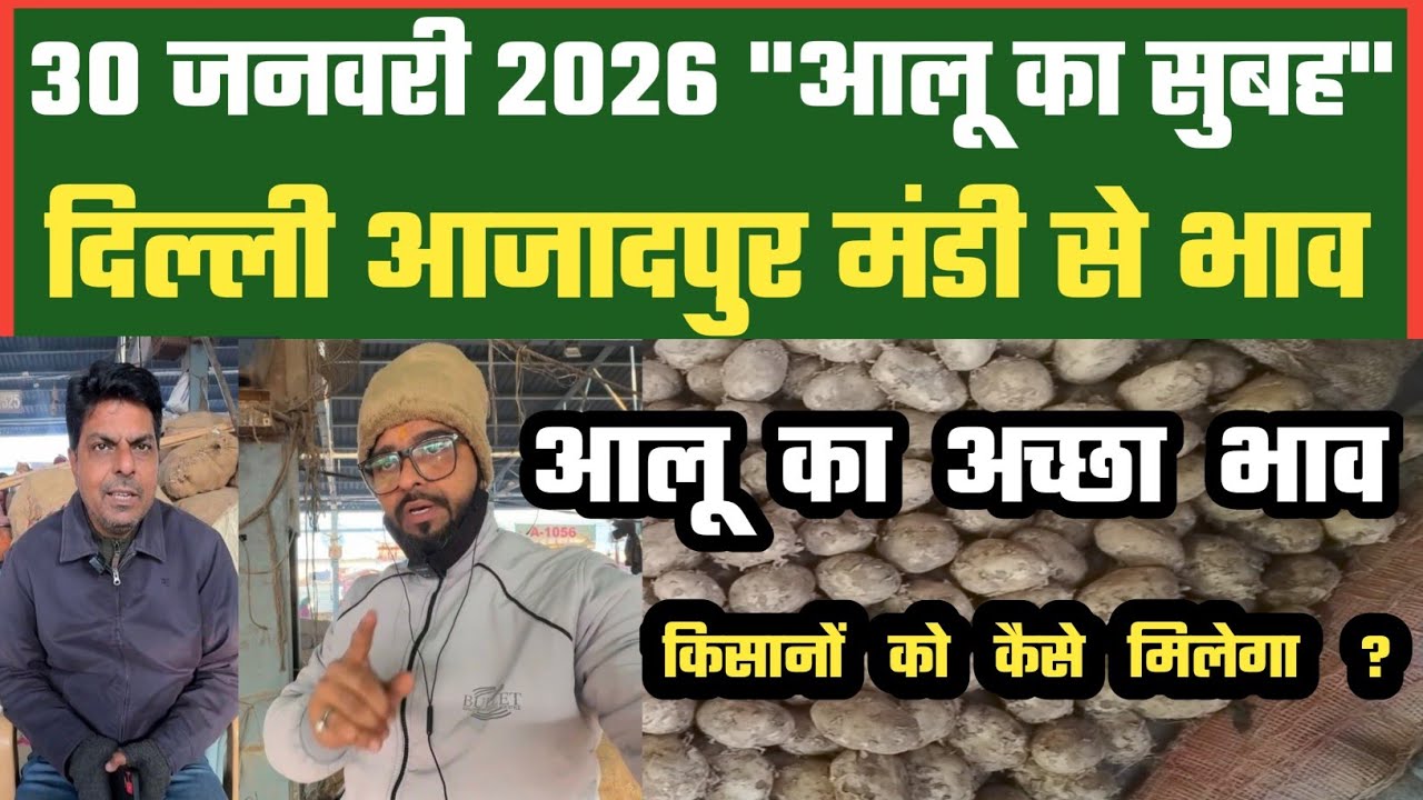 आलू कि ग्राहकी जबरदस्त, Azadpur Delhi Mandi Today में 30-01-2026 के Potato Price DMT TV