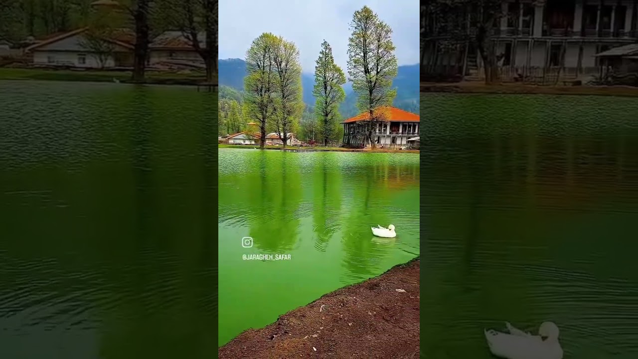 بلکه زیبا در مناطق کیلان