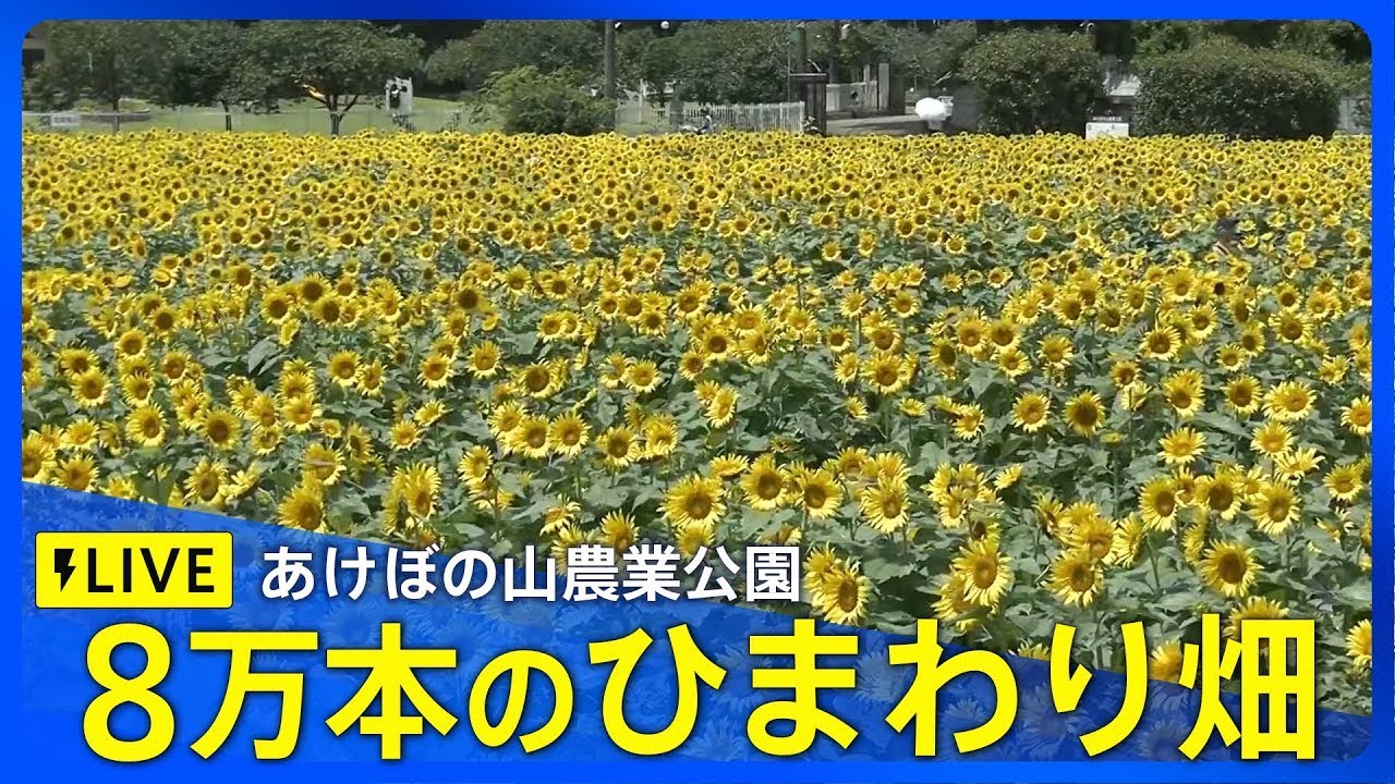 【ライブ・約8万本のひまわりが見頃】千葉・柏市「あけぼの山農業公園」　特設ライブカメラ｜ TBS NEWS DIG