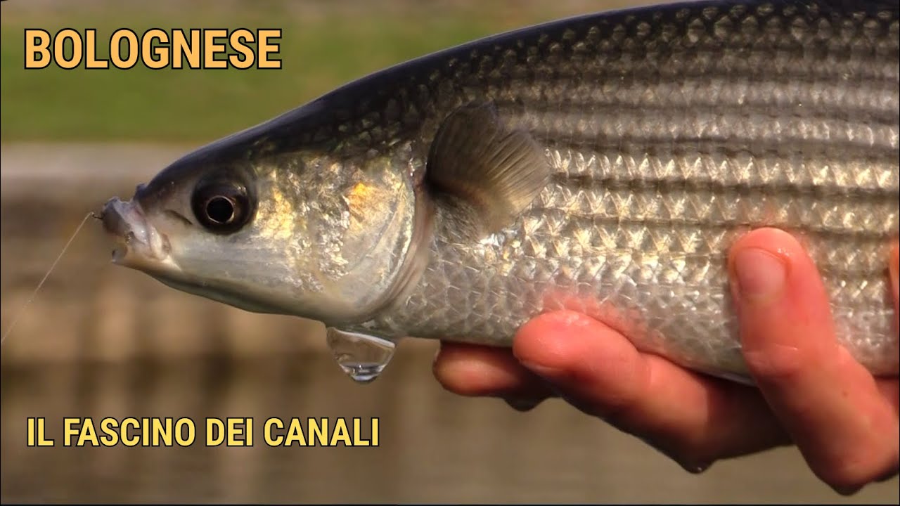 Bolognese in canale