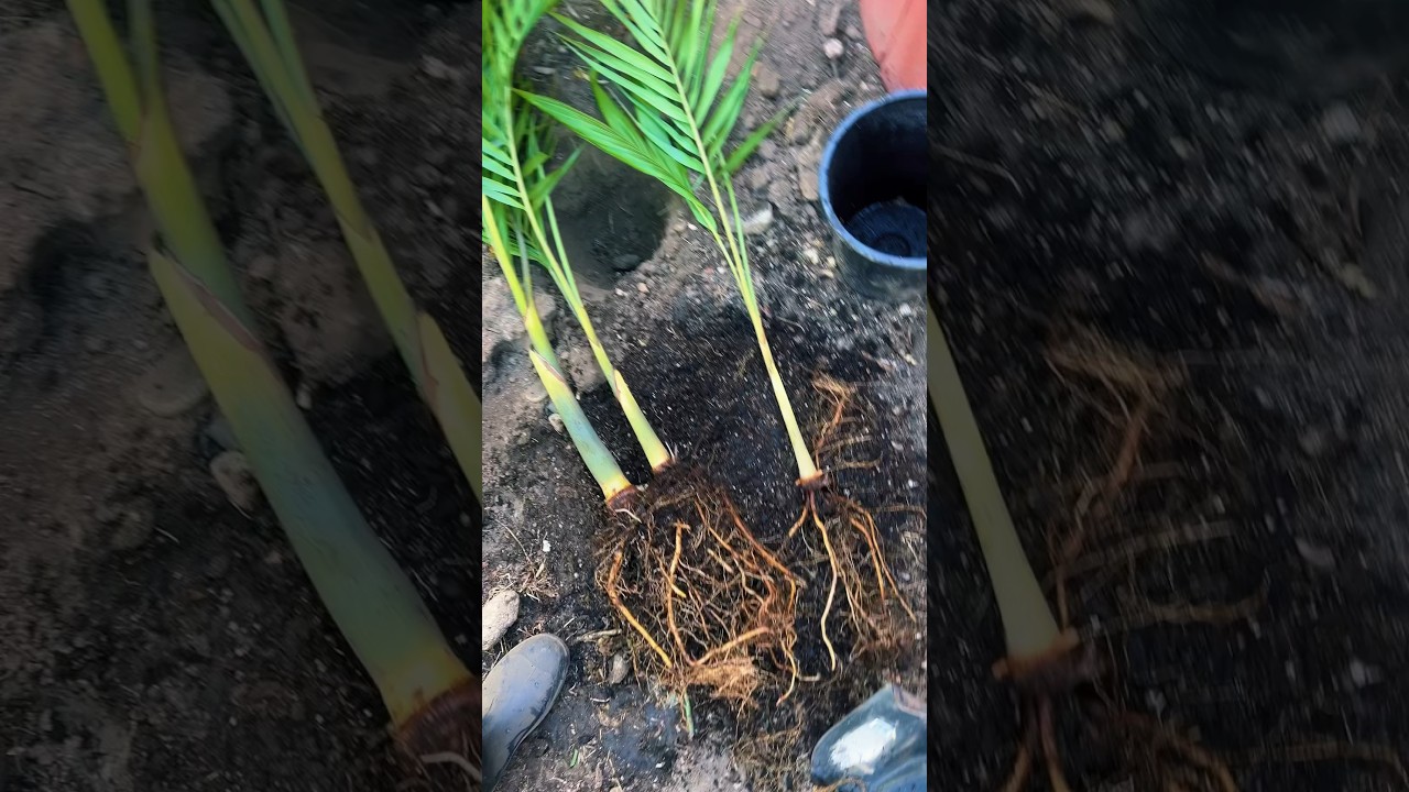 HOW TO GROW KING PALM!!