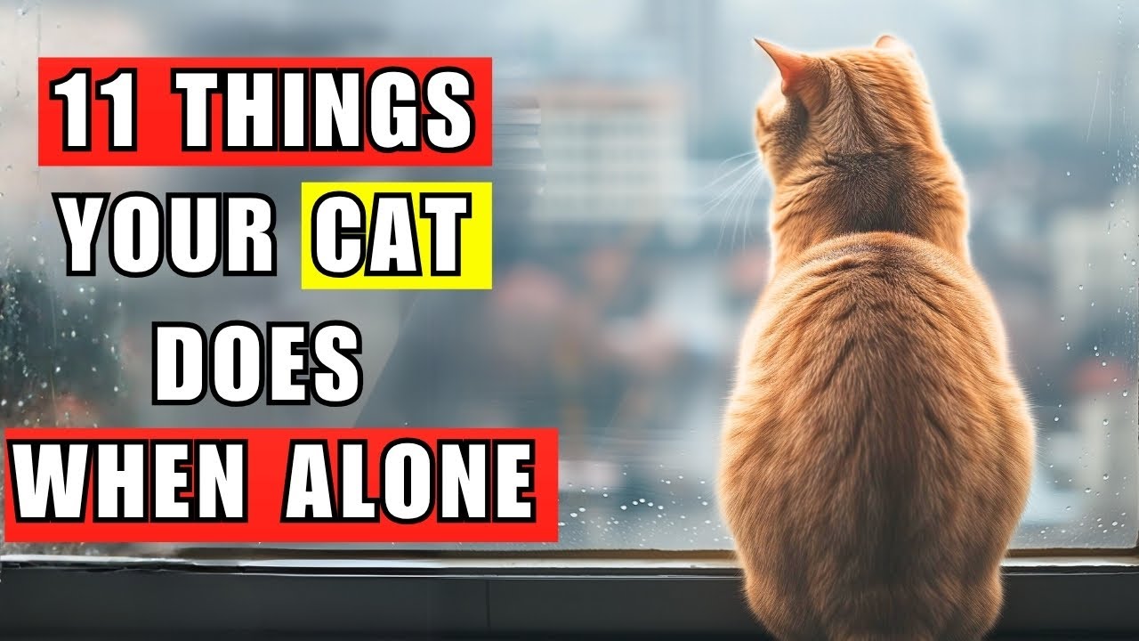 11 Things Your Cat Does When You Are Gone