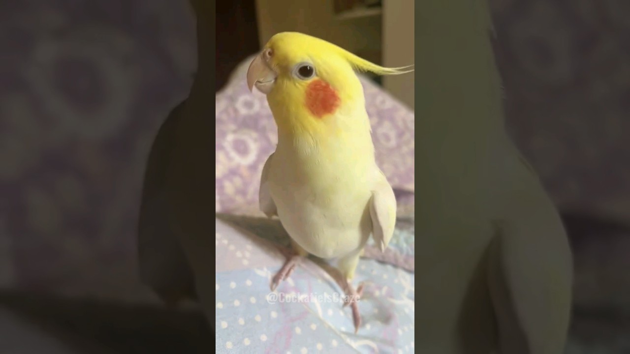 Cutest Cookie Song Ever 🍪🎶😍 #cockatielscraze