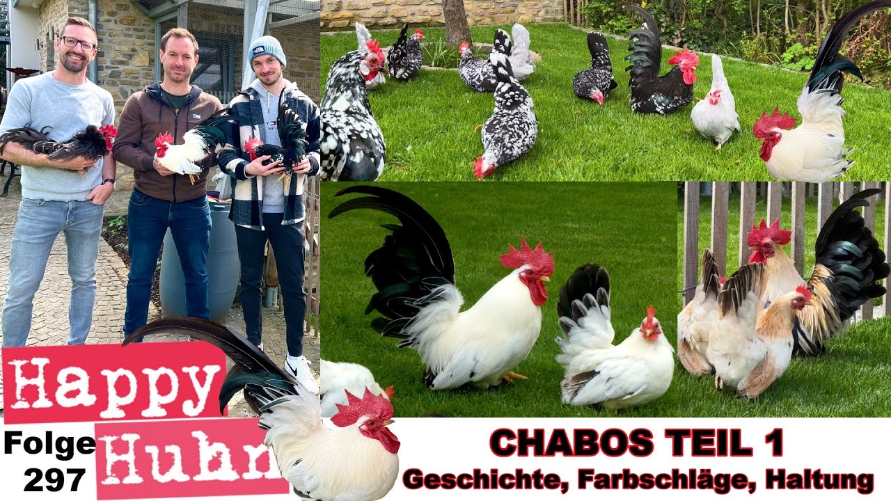 CHABOS Teil 1 Japanische Urzwerge im Rasseportrait: Geschichte, Farbschläge, Haltung HAPPY HUHN E297