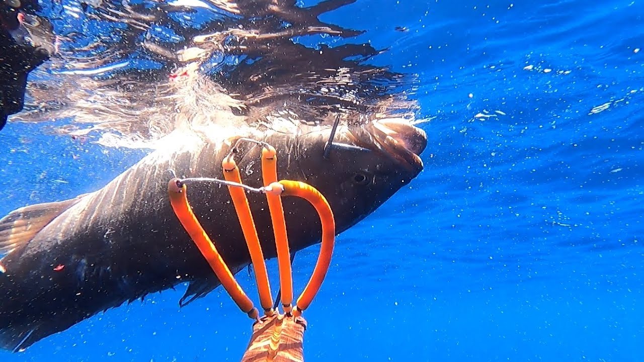 Pescasub: Nel regno delle bianche del 04 Ottobre 2025