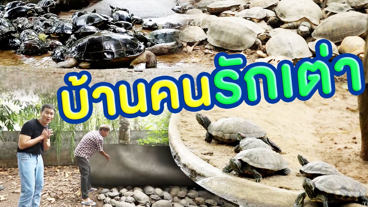 บ้านคนรักเต่า | ไทยทึ่ง WOW! THAILAND