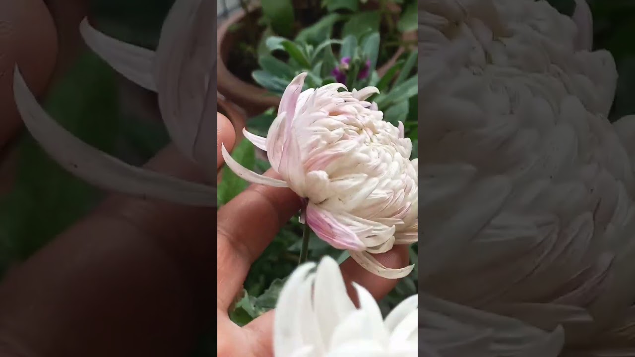 when to collect chrysanthemum seeds