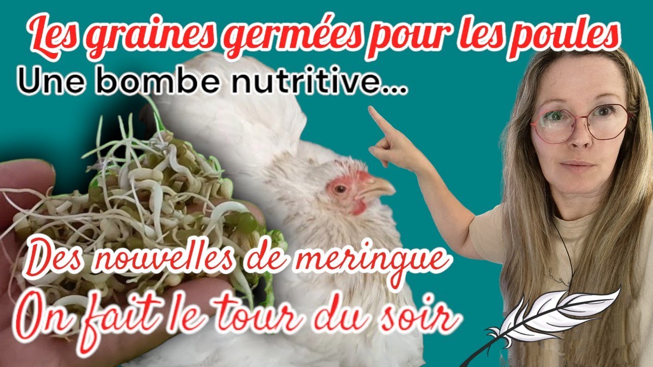 ALIMENTATION NUTRITIVE POUR LES POULES .... Les graines germes