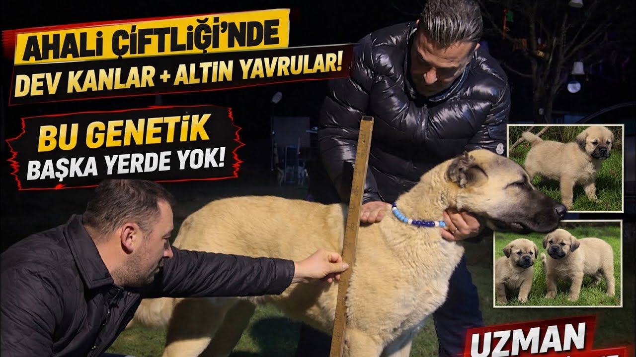 	Ahali Çiftliği’nde Dev Kanların Buluşması! En Değerli Yavrular ve Uzman Analiz 