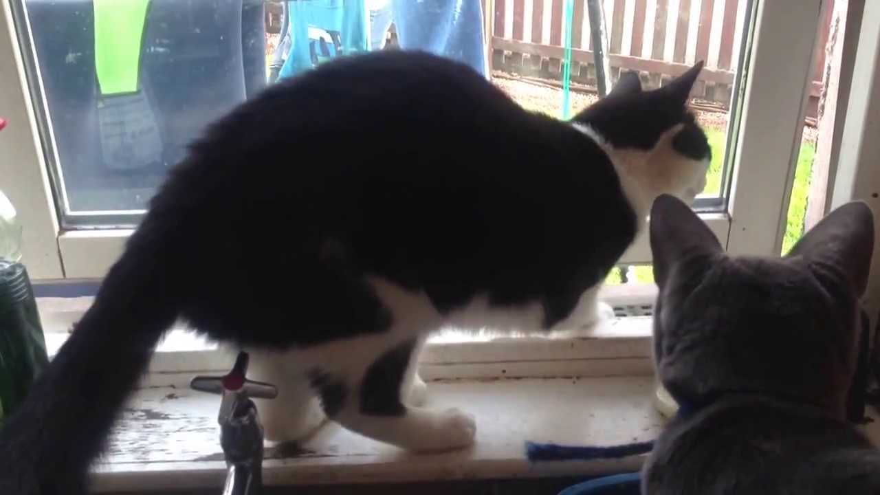 Marlin (alias Felix) the clever cat. Trick 1 -  Opens and escapes through closed window.