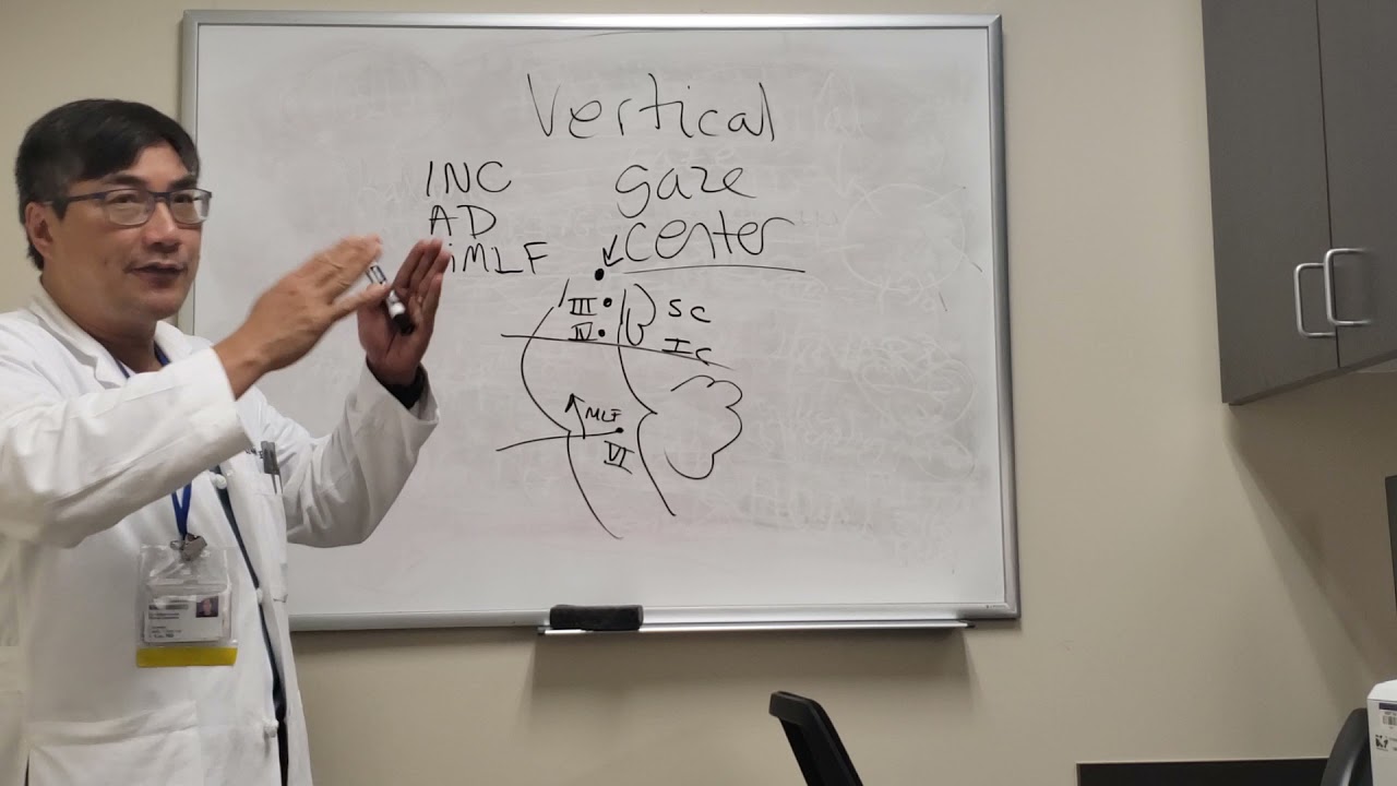Vertical Gaze Centers