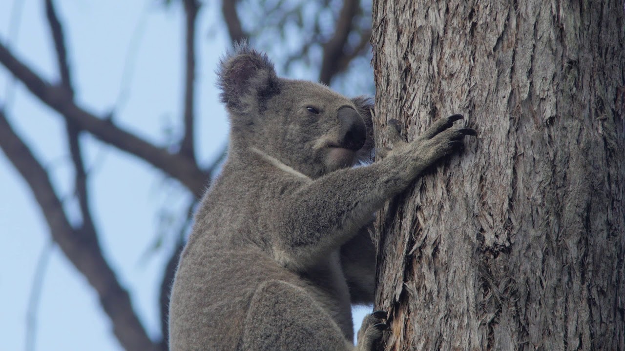 Koalas find a home at Toohey Forest
