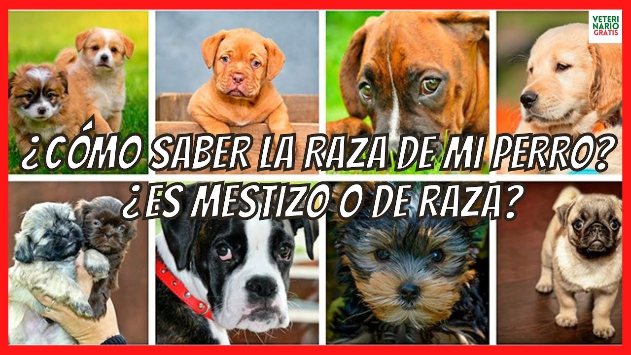 ¿CÓMO SABER LA RAZA DE MI PERRO? 🐶 ¿CÓMO SABER SI UN PERRO ES DE RAZA O MESTIZO?