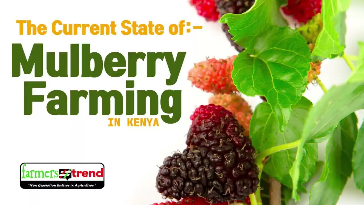 Mulberry Farming In Kenya: The Current State of The Industry