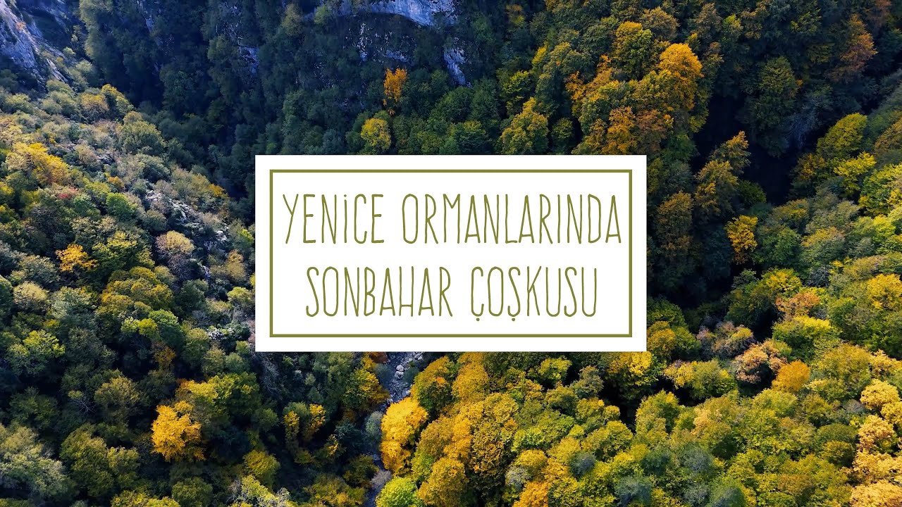 Yenice Ormanlarında Sonbahar Çoşkusu