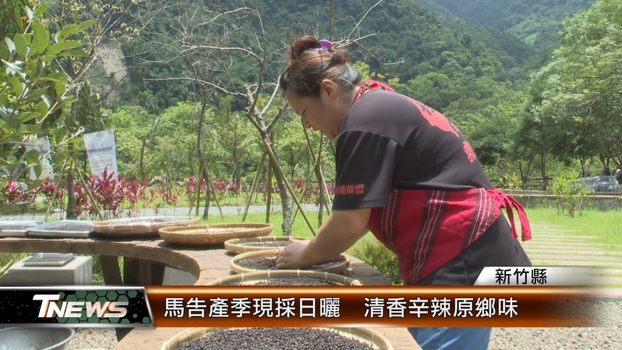 馬告產季現採日曬  清香辛辣原鄉味│T-NEWS聯播網