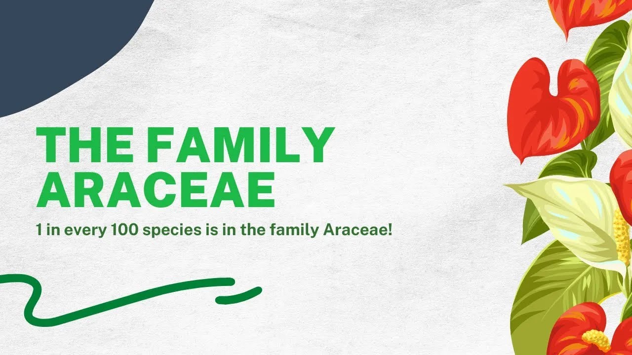 The Family Araceae
