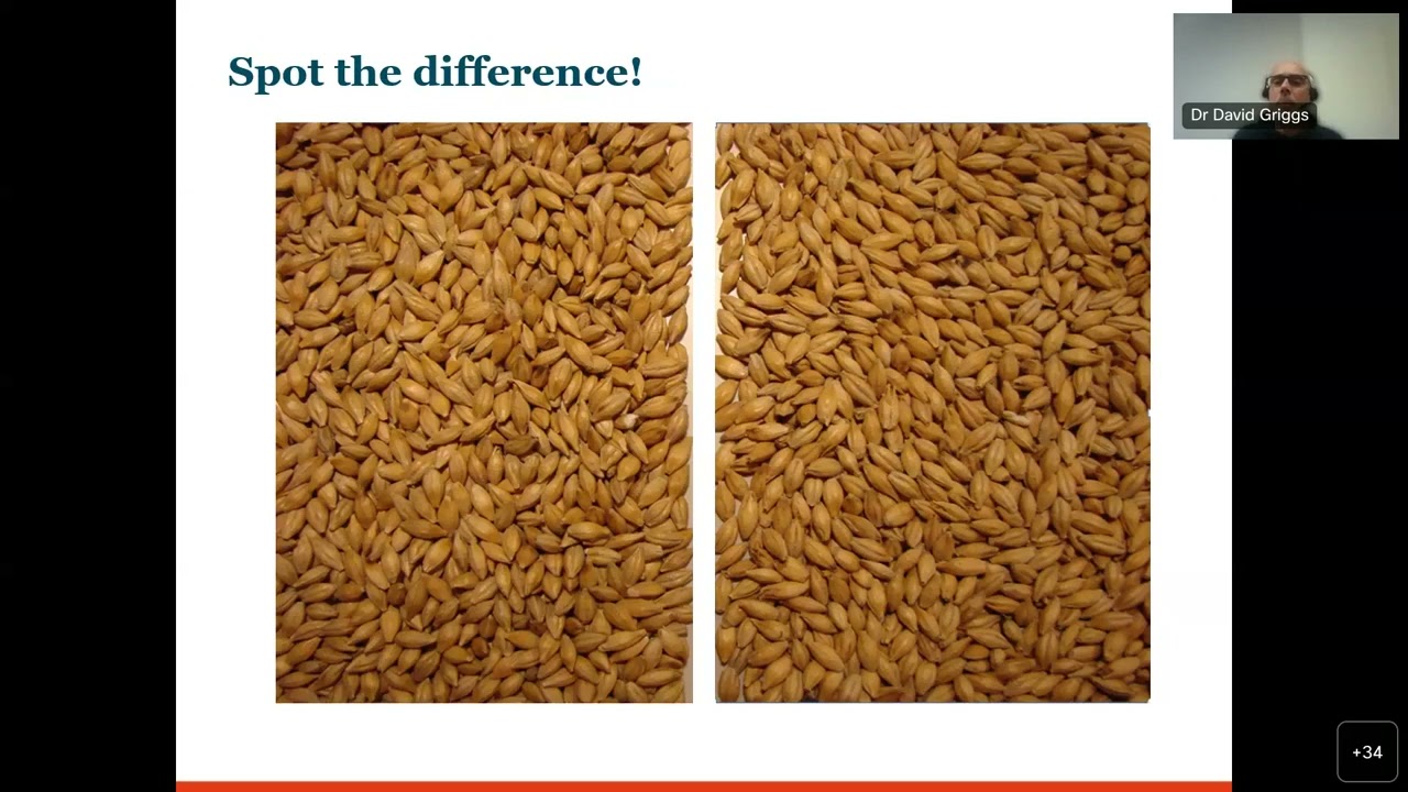 International Barley Hub seminar: Biochemistry of malting