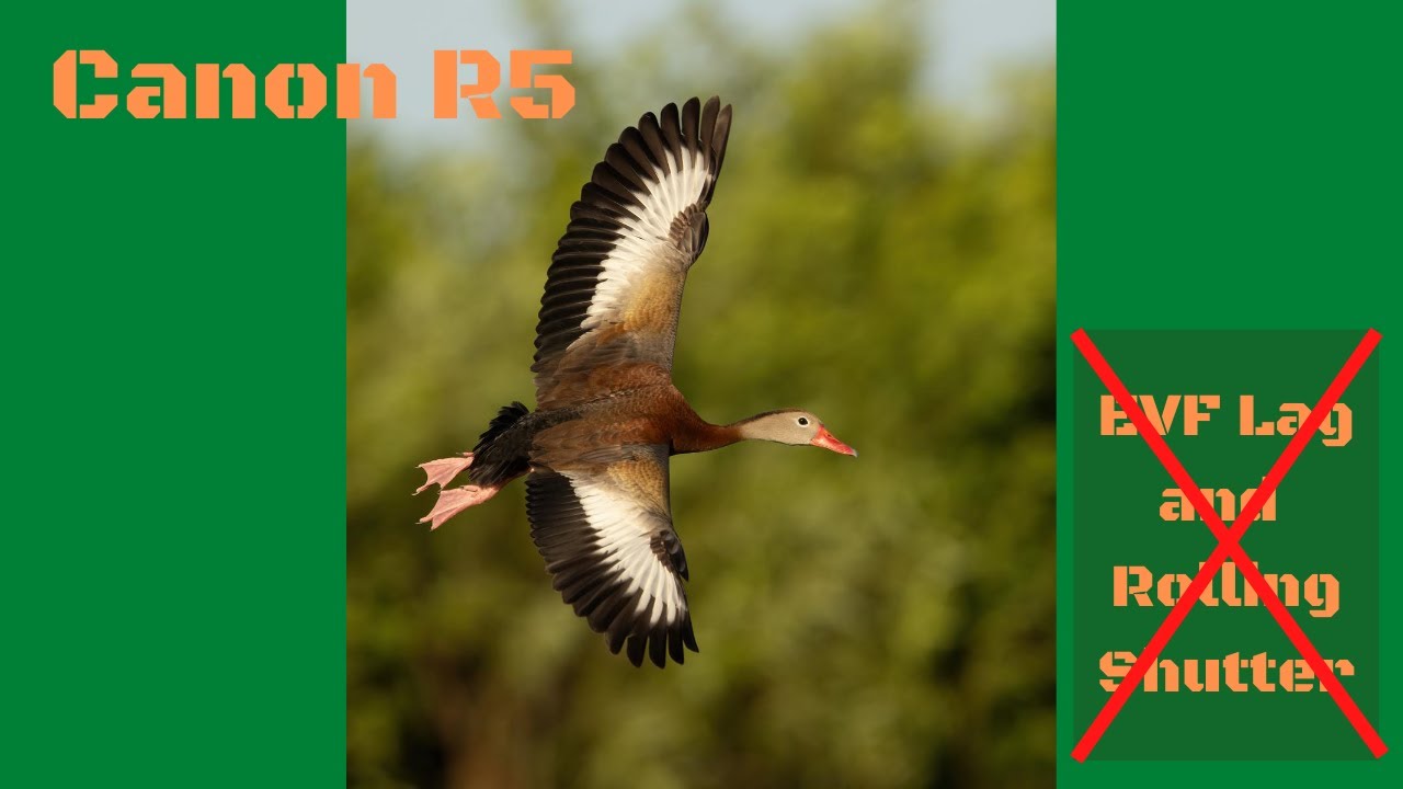 Canon R5 EVF Lag and Rolling Shutter