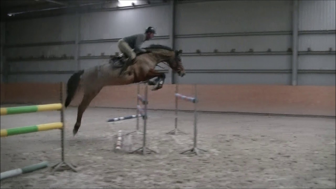 6 yo gelding Corradino ( Corrado I x Libertino) training 20.01.18