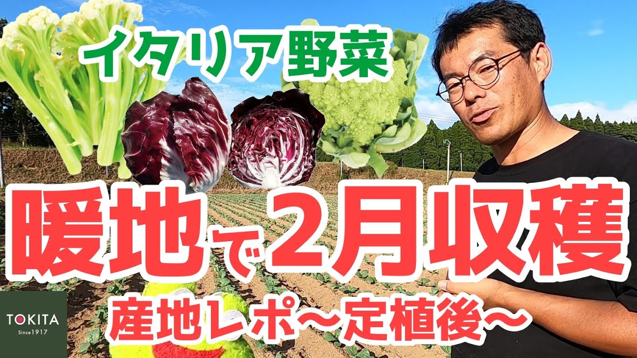 【ブリーダー解説】イタリア野菜を真冬に収穫！定植後の産地レポ【暖地】