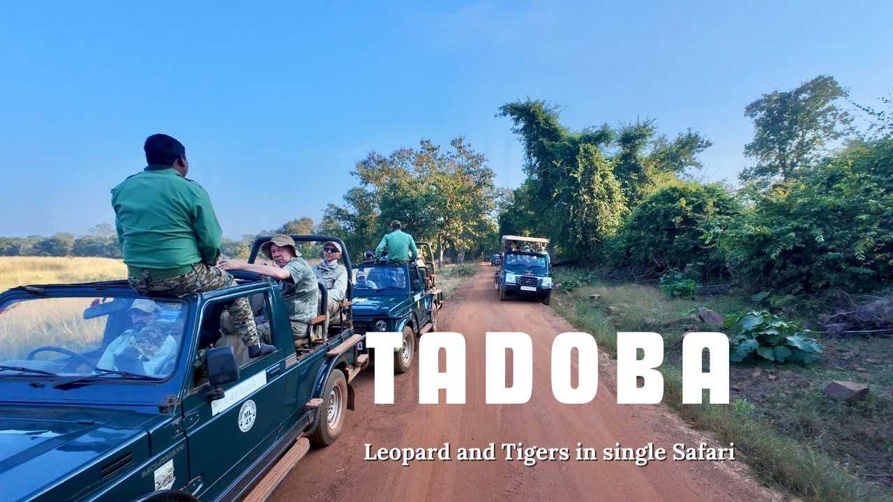 Tadoba Jungle Safari 2025 | Tadoba National Park Chandrapur | Complete Details- by Sambhaji Patil