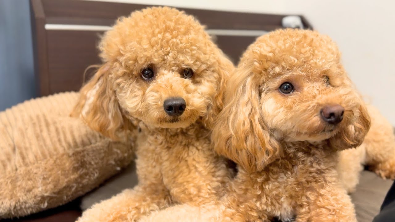喧嘩した後すぐ、何事も無かった様に仲直りしてる５つ子の兄弟【多頭飼い】