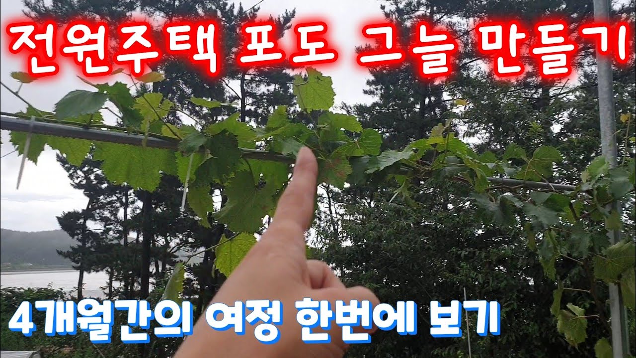 전원주택 마당에 포도 그늘을 만들어보자. 4개월간의 진행과정. 샤인머스켓, 자옥(흑포도).