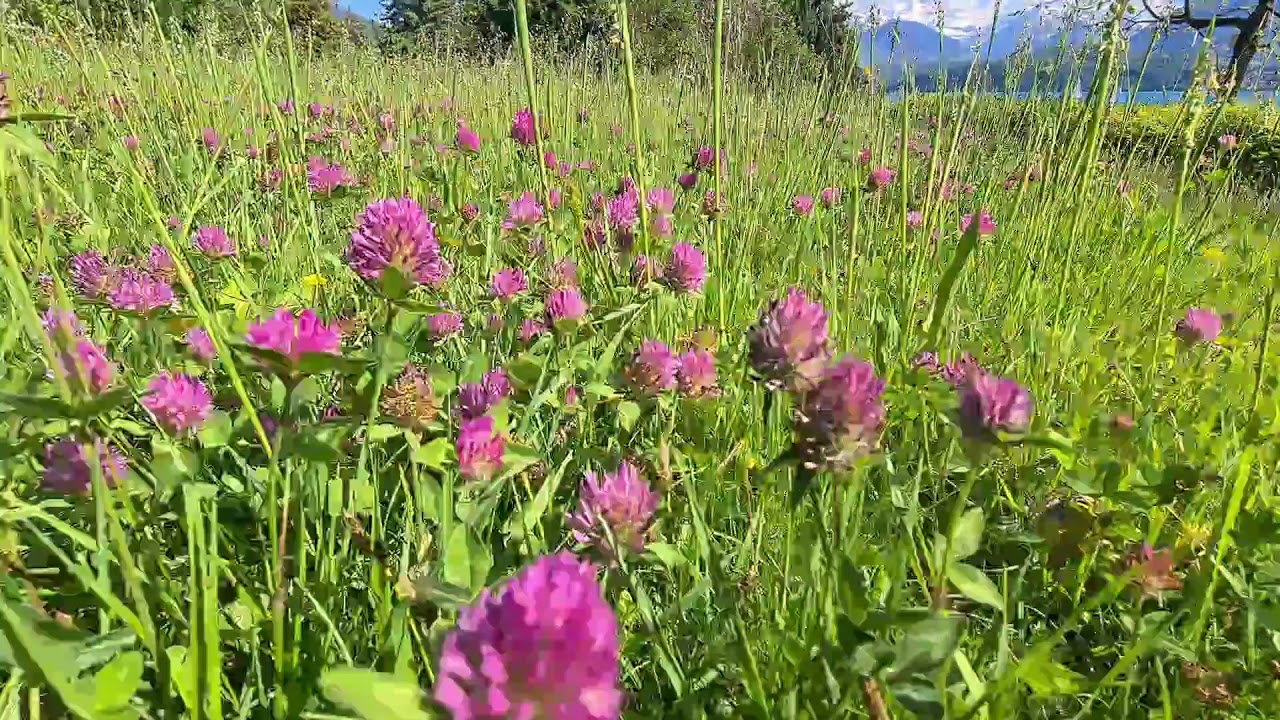 Walk through Swiss meadow full of flowers