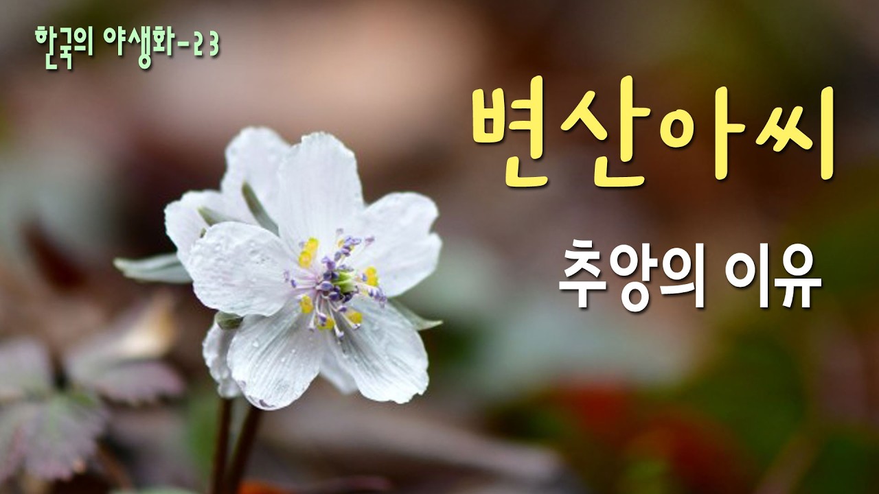 한국의 야생화 - 23  : 변산바람꽃