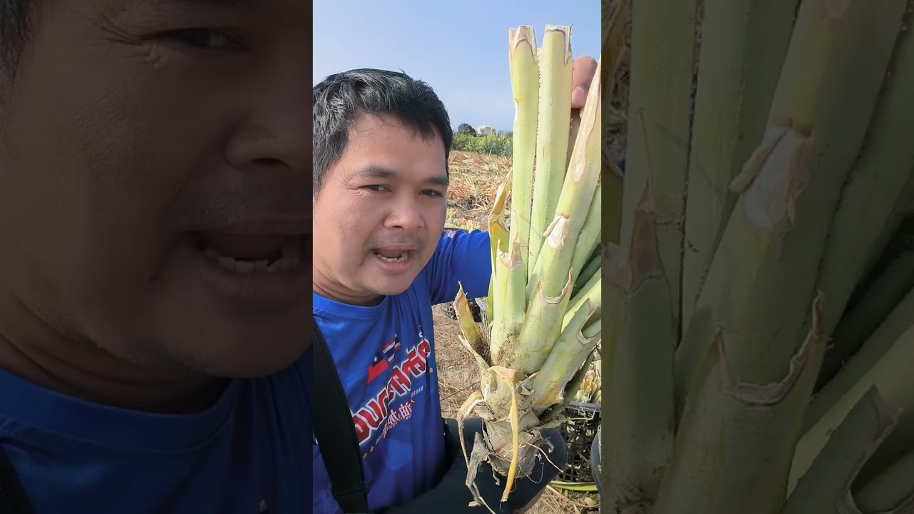  #วิธีคัดหน่อสับปะรดสายพันธุ์ดีไต้หวันครับเอาไว้ปลูก #เกษตรกร  #ชาวสวน  #บ่าวSuree Channel 
