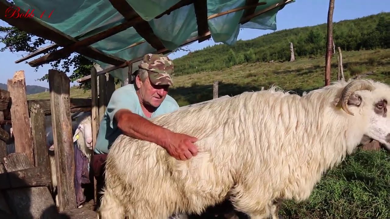 Ultima zi in munte a d-lui Bohotici | Povești ciobănești cum au atacat lupii și urșii - video 2020