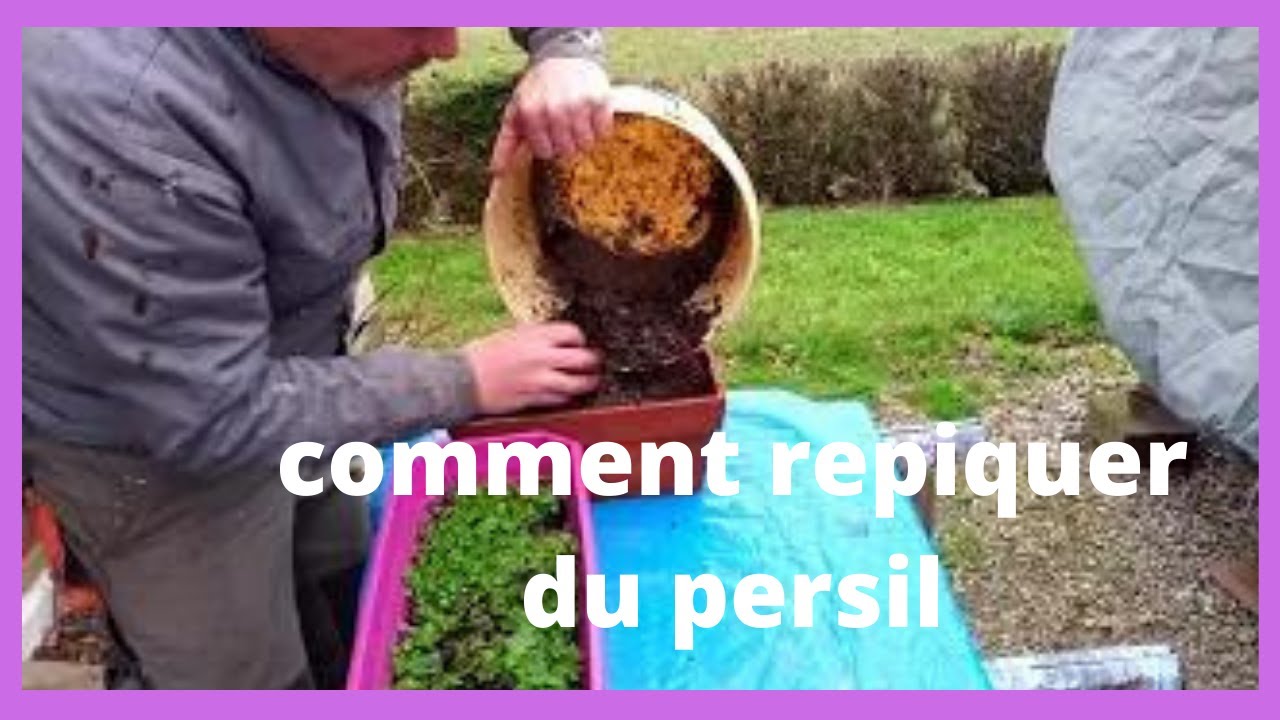 comment repiquer le persil à la pince à épiler ?