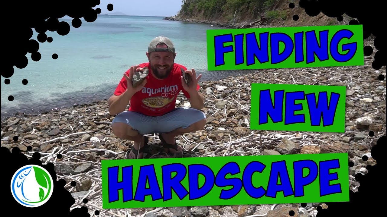 COLLECTING DRIFTWOOD AND HARDSCAPE FOR THE AQUARIUM