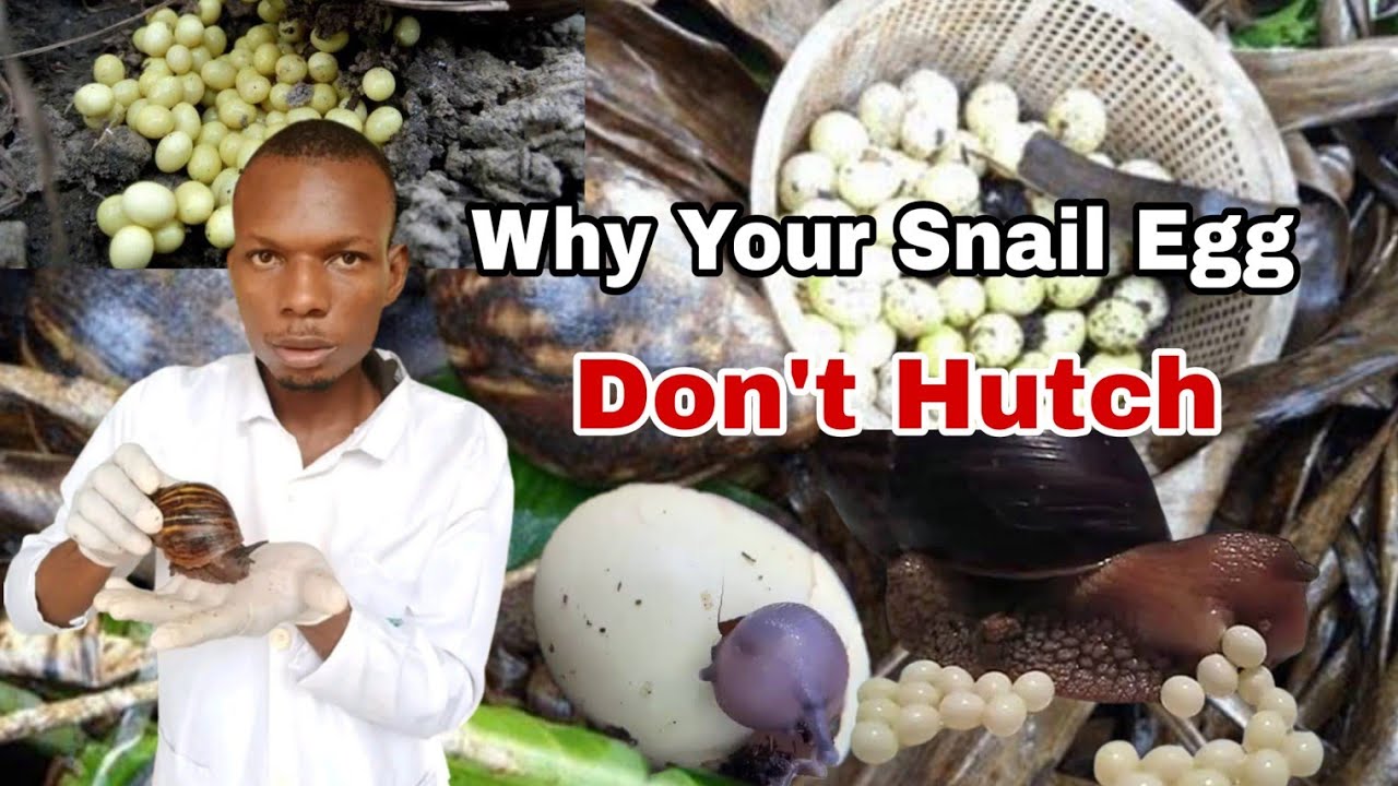 The reason why your snail eggs don’t hatch