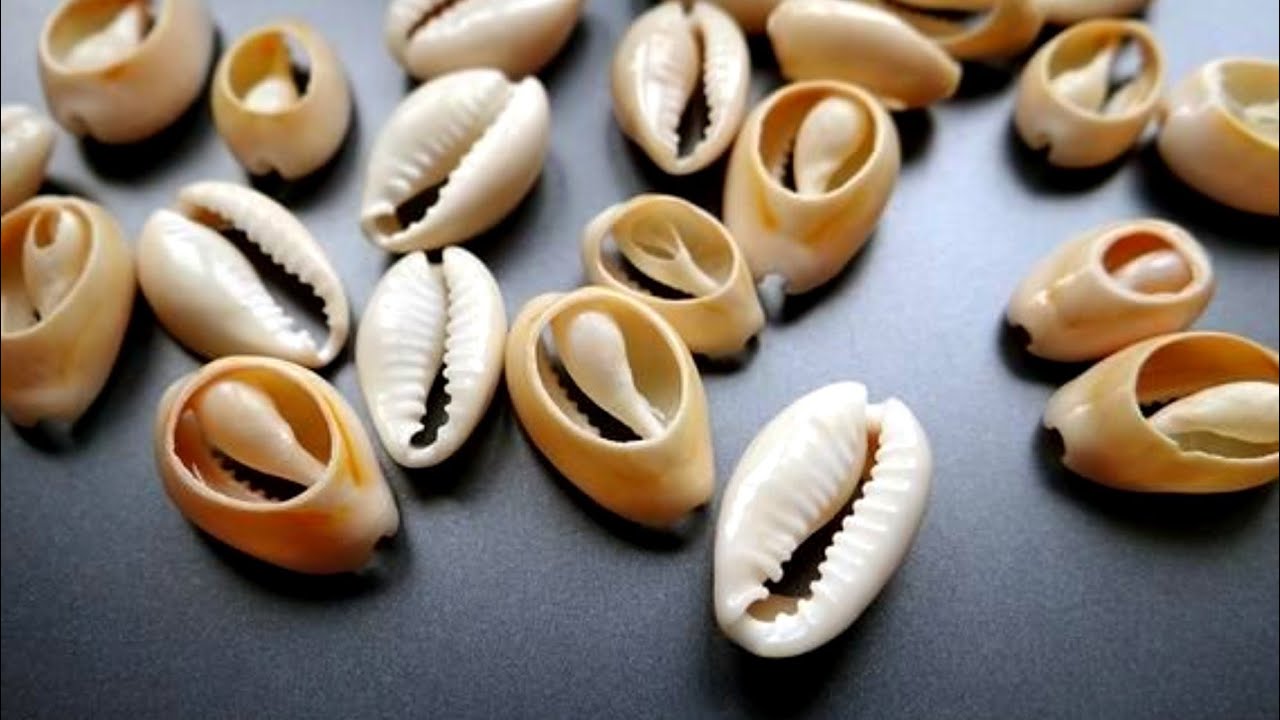 How to cut cowry shell at home, shell craft /diy / #cowrycraft #shellcraf