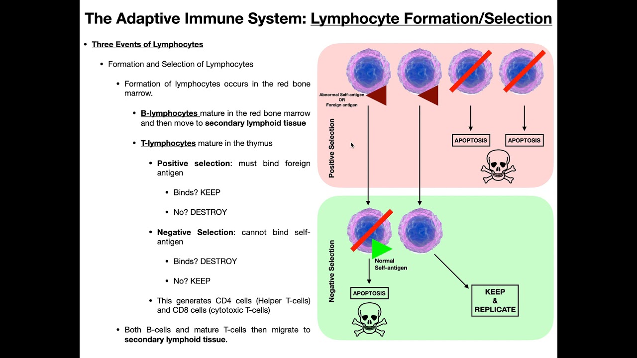 Clonal Selection EXPLAINED
