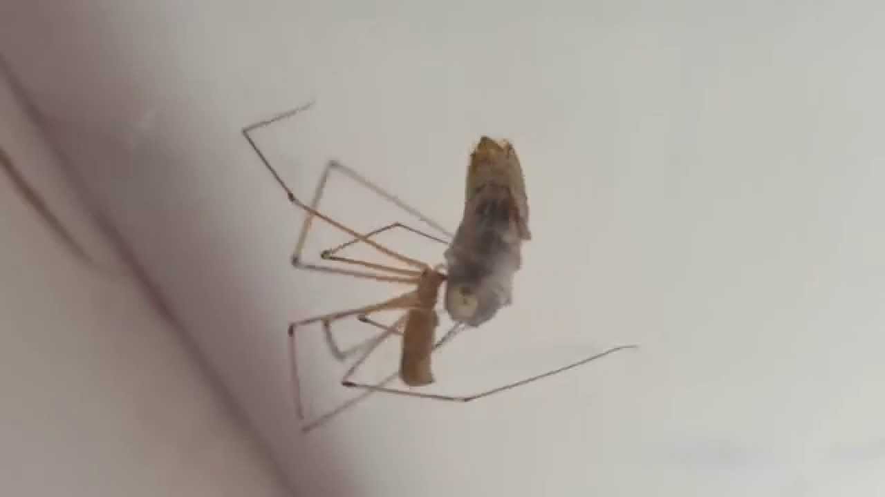 Spider Versus Wasp