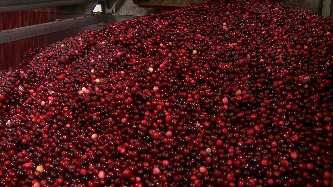 Cranberry SDC Processing